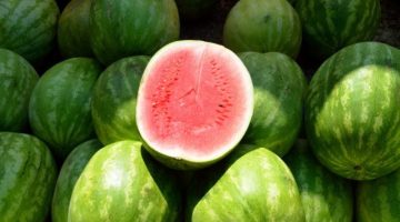 الواحدة وصلت لـ 150 جنيه… موعد انخفاض سعر البطيخ في الأسواق