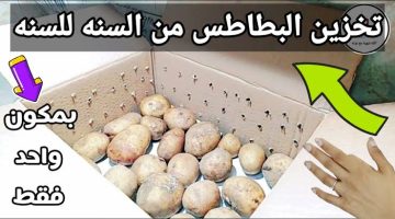 “ضاع عمرنا واحنا منعرفهاش”… طريقة حفظ وتخزين البطاطس  سنويا بطريقة رهيبة جدا!!