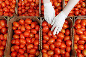 خراب بيوت مستعجل”..وزارة الصحة تحذر من شراء هذا النوع من الطماطم من السوق