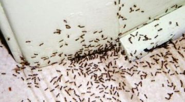 وصفة من ذهب… طريقة فعالة لطرد النمل من المنزل 100% مجربة مش هتشوفيه بعدها تاني !!