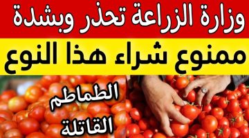 أوعي تشتريها .. وزارة الزراعة تحذر من هذا النوع من ” الطماطم ” .. احذروا من ” الطماطم القاتلة “