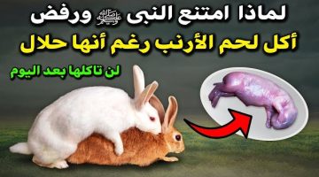 حقيقة صدمت الكثير..// لماذا نبينا محمد لا يأكل لحم الأرنب ؟؟ وأيضًا لا يأكل لحم الضب ؟؟ الإجابة ستدهشك !!!!