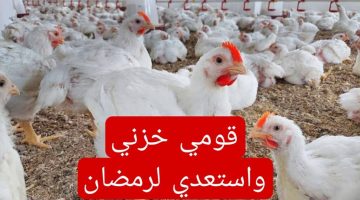 «الناس هتخزن قبل شهر رمضان»!!.. أسعار الفراخ اليوم السبت 9 مارس 2024  في المزرعة وصولاً إلى المستهلك !!