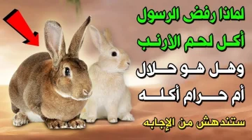 مش هتتوقع السبب!! .. ما هي أسباب رفض نبينا عليه الصلاة والسلام أكل لحم الأرنب رغم أنه حلال .. اللإجابة صدمة