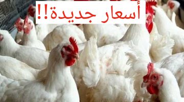 بكام الفراخ النهارده!!.. تعرف على سعر الفراخ والبيض اليوم 2 مارس 2024