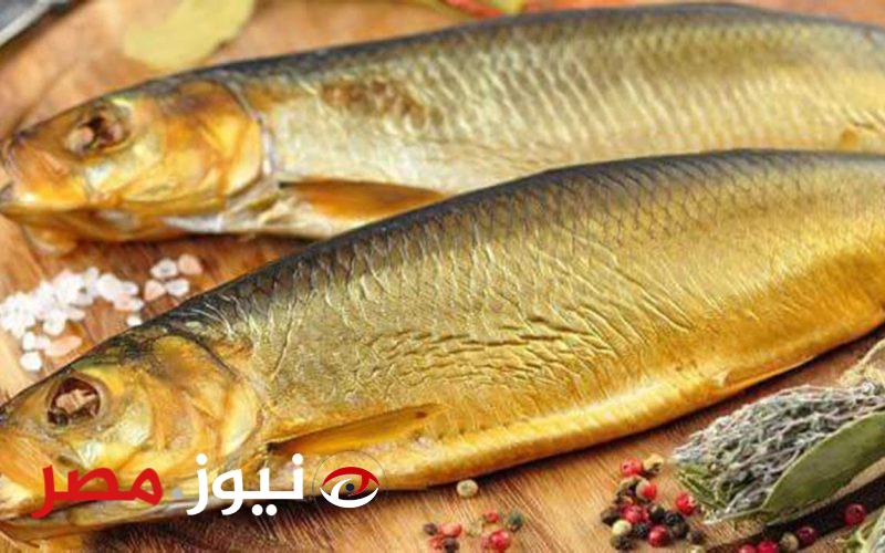 قبل شم النسيم.. “وزارة الصحة” تقدم 7 نصائح عند تناول الفسيخ والرنجة