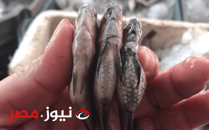 أسعار السمك برخص التراب بعد المقاطعة.. «الشخرم» يخسر 90 جنيها في ساعات