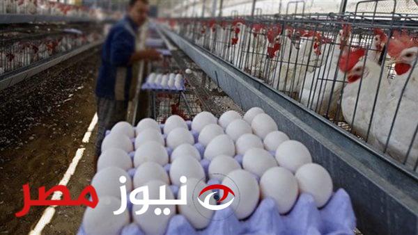 الفراخ رخصت 50 جنيه|مفاجأة غير متوقعة في أسعار الدواجن والبيض يتراجع