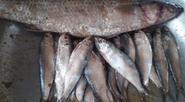 أكلة العيد.. قائمة أسعار الرنجة والأسماك بمنافذ وزارة الزراعة