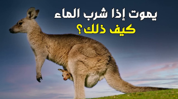 ضاع عمرنا ومنعرفش!!  ..  ما هو الحيوان الذي لا يشرب الماء ويموت عند شرب الماء… معلومات تهمك!!