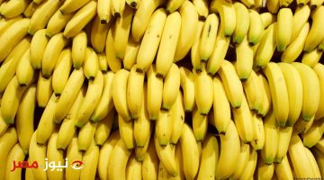احذر قبل فوات الأوان! .. أبحاث علمية قام بها علماء يكشفون عن مفاجأة خطيرة بشأن أضرار الموز؟ .. حقيقة أم سراب!