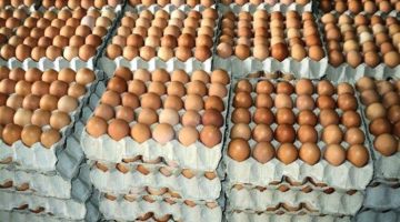 “منتجي الدواجن” يكشف موعد انخفاض أسعار البيض في الأسواق