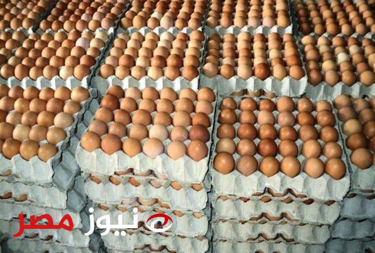 “منتجي الدواجن” يكشف موعد انخفاض أسعار البيض في الأسواق
