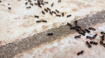 «ياريتني جربتها من زمان»…حيلة عبقرية لطرد النمل من منزلك نهائيا في ثواني بدون مبيدات