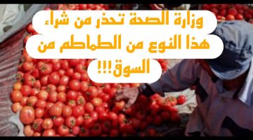 لو كلت منها يبقا الله يرحمك!!.. تعرف على نوع الطماطم التي تحذر من تناوله وزارة الصحة بالتعاون مع وزارة الزراعة..!!!