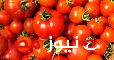 لو كلت منها يبقا الله يرحمك!!.. تعرف على نوع الطماطم التي تحذر من تناوله وزارة الصحة بالتعاون مع وزارة الزراعة..!!!