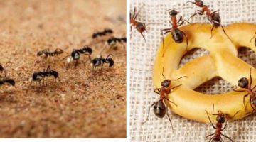 “وداعًااااا للنمل نهائيًااااا من الآاااااان”..3طرق رائعة وسحرية للقضاء تمامًاااا على كافة أنواع النمل بالمنزل