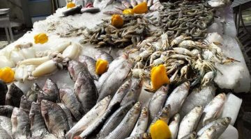 الغرفة التجارية: أسعار الأسماك انخفضت 70% بعد المقاطعة في بور سعيد