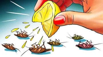 مش هتستعمل مبيدات حشرية تاني!!… افضل طريقة للقضاء على الصراير والنمل بشكل نهائي بمكون واحد موجود في كل بيت!