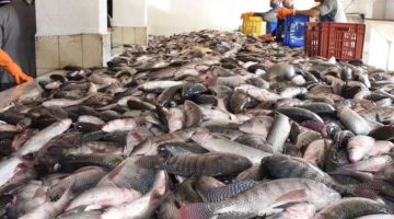 انخفاض سعر السمك البلطي إلى 40 جنيها في أسواق بورسعيد بعد حملة مقاطعة قوية