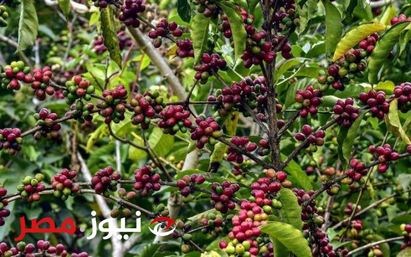 بيان عاجل من وزارة الزراعة بشأن زراعة البن في مصر