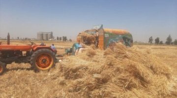 تنظيم يوم حصاد لحقول القمح في الدقهلية بواسطة “الزراعة”