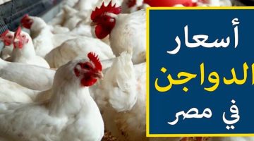 الفراخ بكام انهاردة؟.. أسعار الدواجن وكراتين البيض اليوم الجمعة 26 أبريل في السوق