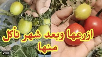 مش هتشتريها تاني .. شاهد كيفية زراعة الطماطم في المنزل بأقل التكاليف  .. كنز في بيتك