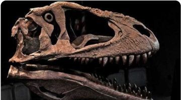 «عاش قبل 90 مليون سنة».. اكتشاف بقايا ديناصور جديد يفسر لغزاً!!