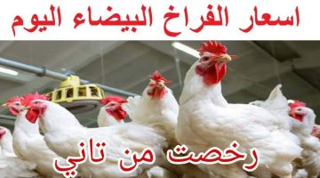 يارب ترخص اكتر من كده !!.. اسعار الدواجن اليوم الخميس 2-5 في المزارع المصرية