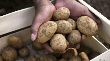 بملعقة سرية.. طريقة تخزين البطاطس من السنة للسنة بدون ما تسود ولا يتغير طعمها ولونها بأسرار التجار