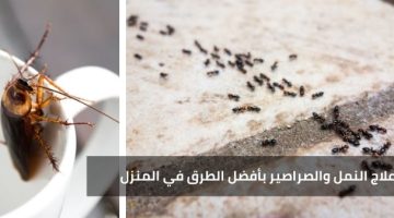 هتتخلص منو للابد… على طريقة محلات الخلويات كريقة التخلص من النمل في المنزل بشكل مفاحئ..!!